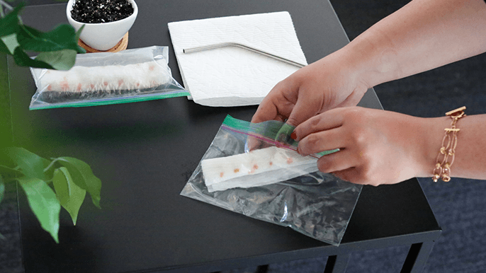 How to Germinate Hemp Seeds Indoors: A Step-by-Step Guide