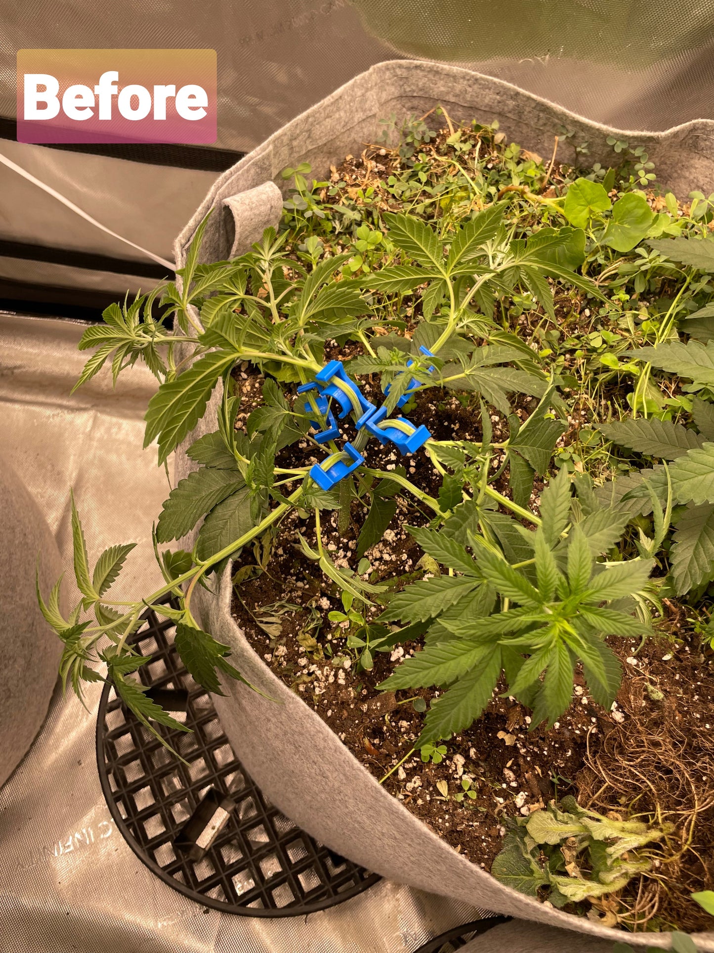 Plant benders