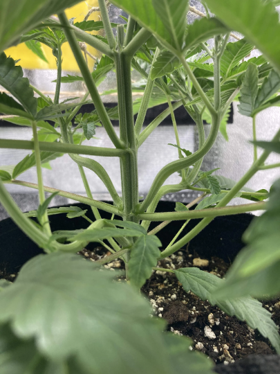 Plant benders