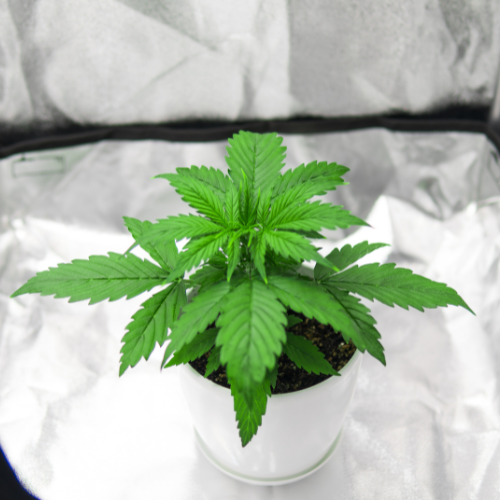 A Step By Step Guide To Growing Cannabis Indoors